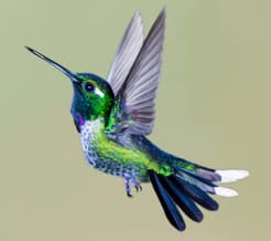 Hummingbird